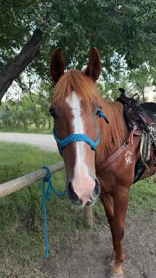 20 yr old QH gelding