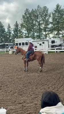 20 yr old QH gelding - Photo 2
