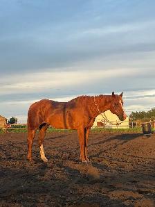 20 yr old QH gelding - Photo 3