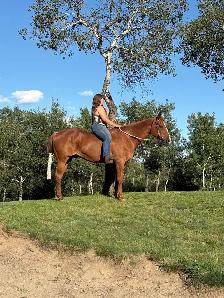 20 yr old QH gelding - Photo 4