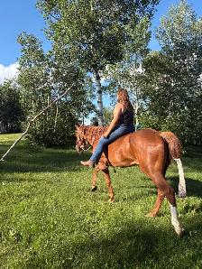 20 yr old QH gelding - Photo 5
