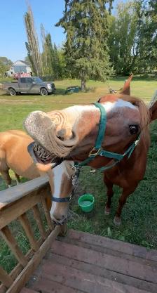 20 yr old QH gelding - Photo 6