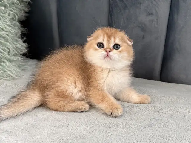 Scottish fold kitten ready to go!!