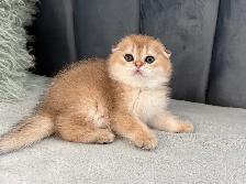 Scottish fold kitten ready to go!!