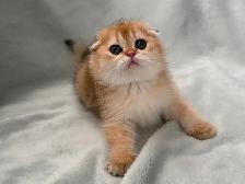 Scottish fold kitten ready to go!! - Photo 3