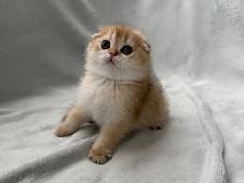 Scottish fold kitten ready to go!! - Photo 5