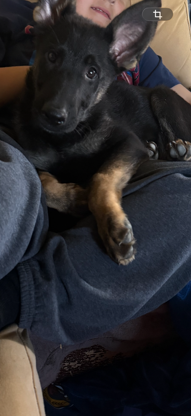Chiot mâle berger allemand!