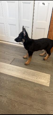 Chiot mâle berger allemand! - Photo 2