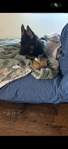 Chiot mâle berger allemand! - Photo 3