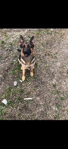 Chiot mâle berger allemand! - Photo 5
