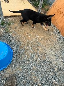Chiot mâle berger allemand! - Photo 6
