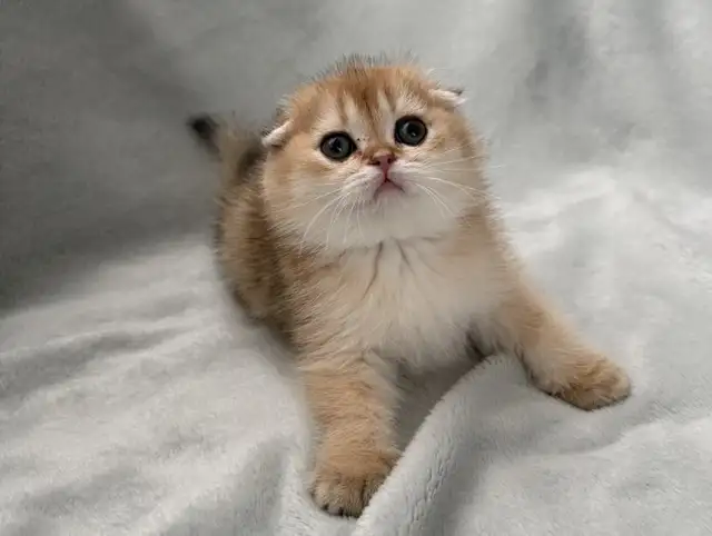 Scottish Fold kitten ready to go!!