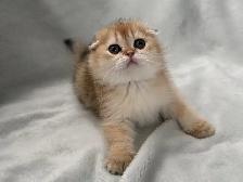 Scottish Fold kitten ready to go!!