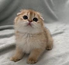 Scottish Fold kitten ready to go!! - Photo 2