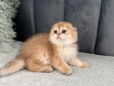 Scottish Fold kitten ready to go!! - Photo 3