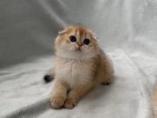 Scottish Fold kitten ready to go!! - Photo 6