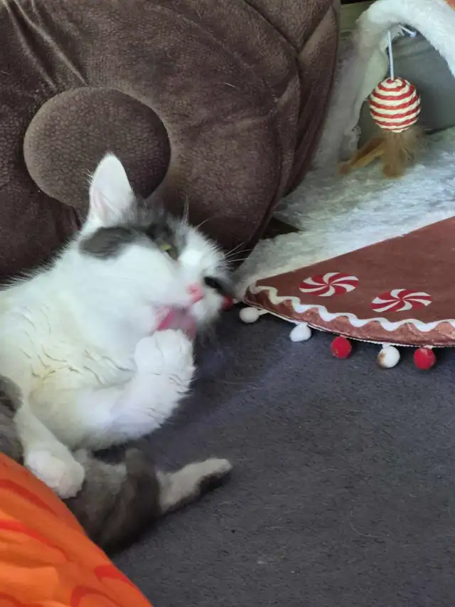 3 year old female cat available