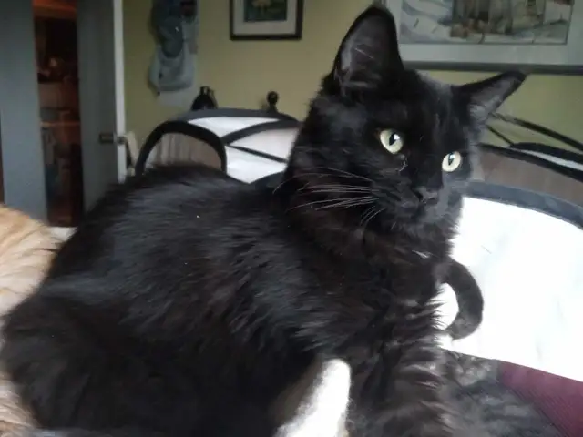 European Descent Maine Coon Kitten