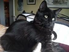 European Descent Maine Coon Kitten