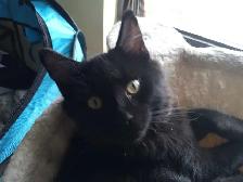 European Descent Maine Coon Kitten - Photo 2