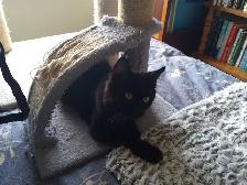 European Descent Maine Coon Kitten - Photo 3