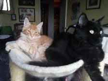 European Descent Maine Coon Kitten - Photo 5