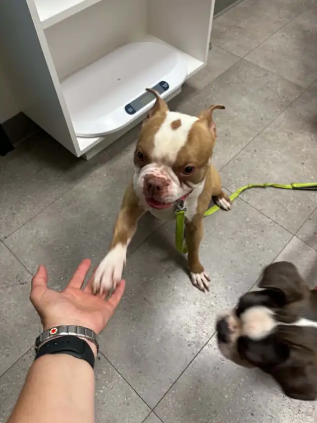 Boston Terrier