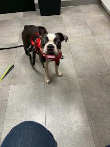 Boston Terrier - Photo 2