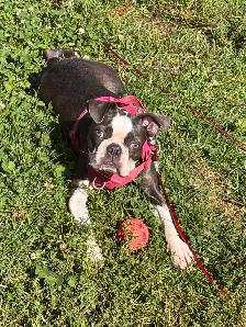 Boston Terrier - Photo 3