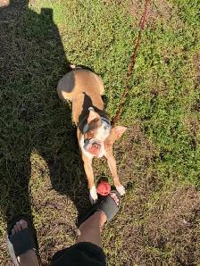 Boston Terrier - Photo 4