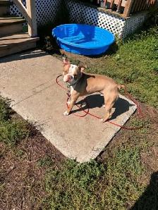 Boston Terrier - Photo 5