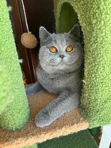 Scottish Straight shorthair  longhair kittens CCA/AFC registered