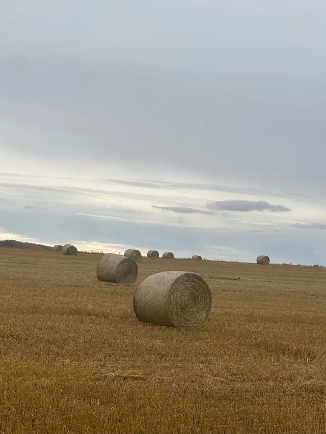 Straw Round Bales