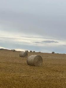 Straw Round Bales