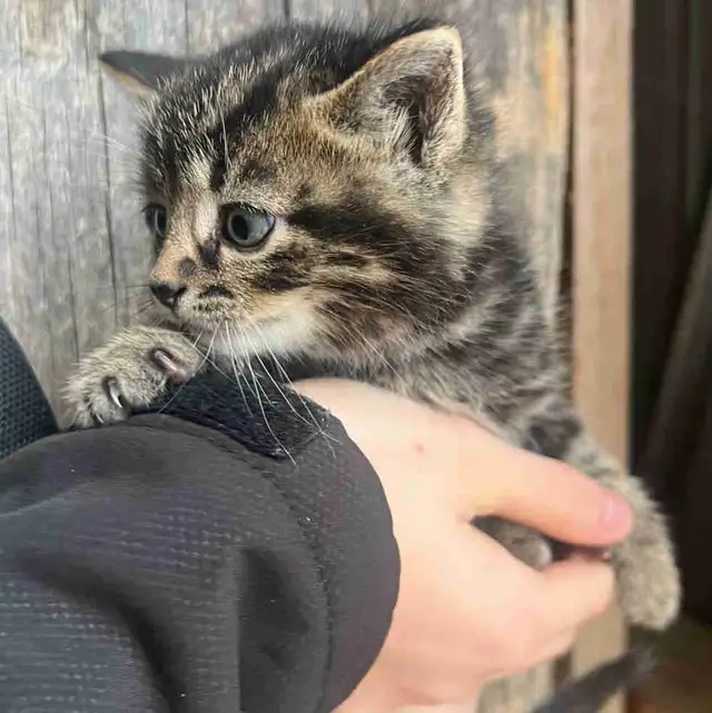 Farm Kittens-SPPU