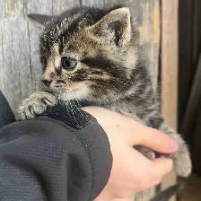 Farm Kittens-SPPU