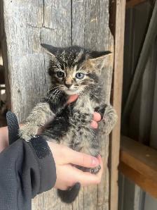 Farm Kittens-SPPU - Photo 2