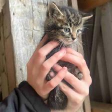 Farm Kittens-SPPU - Photo 3
