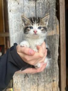 Farm Kittens-SPPU - Photo 4