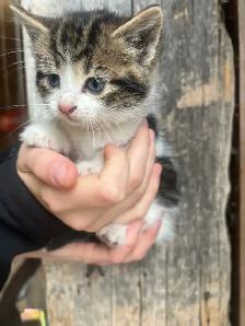 Farm Kittens-SPPU - Photo 5