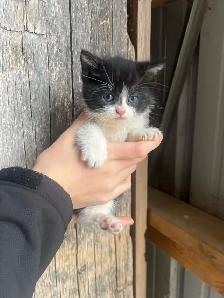 Farm Kittens-SPPU - Photo 6