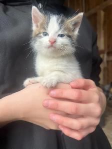 Farm Kittens-SPPU - Photo 7