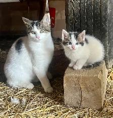 Farm Kittens-SPPU - Photo 8