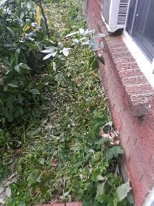 small job gardening
