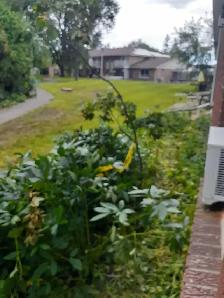 small job gardening - Photo 2