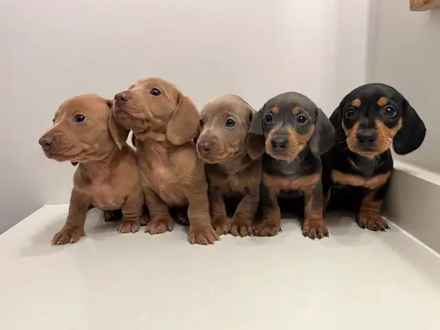 Purebred Quality Mini Dachshund Puppies