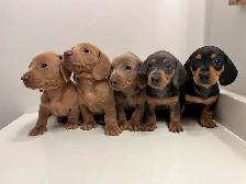 Purebred Quality Mini Dachshund Puppies