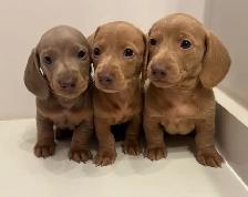 Purebred Quality Mini Dachshund Puppies - Photo 2