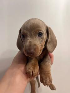 Purebred Quality Mini Dachshund Puppies - Photo 3