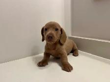 Purebred Quality Mini Dachshund Puppies - Photo 4